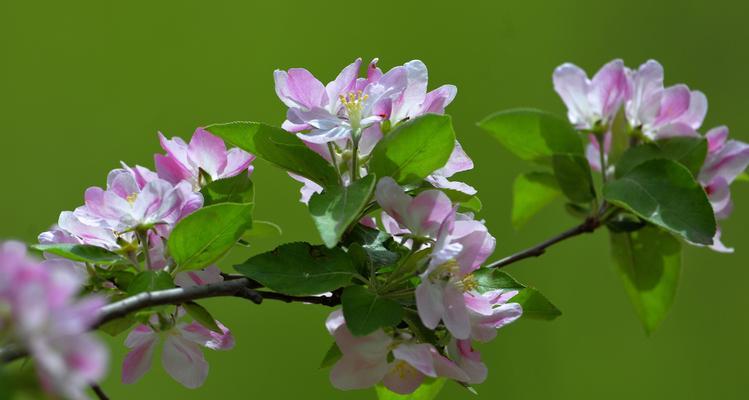 四季海棠花（探索四季海棠花的丰富象征意义）