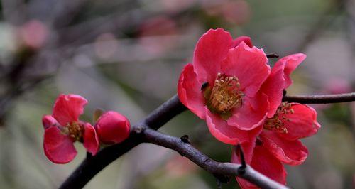 海棠花（探寻海棠花的花语和代表意义）