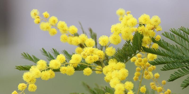 含羞草的开花（预示着柔情似水，恋爱即将绽放）