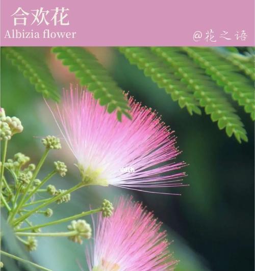 合欢花语（揭开合欢花的花语和含义，传递爱与友谊的真谛）