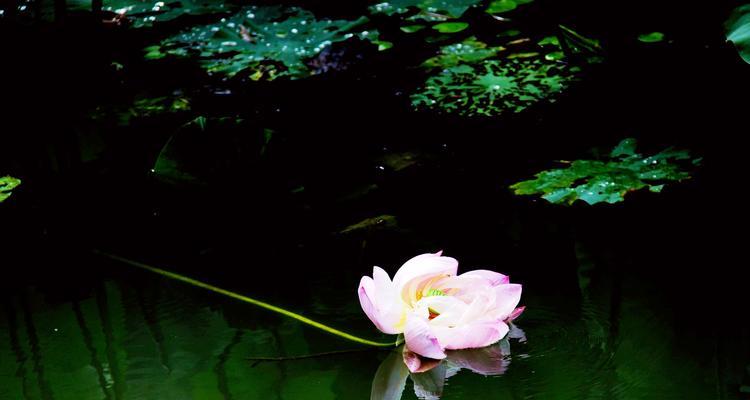 黑色莲花（揭开黑色莲花的象征意义，探索其神秘力量）