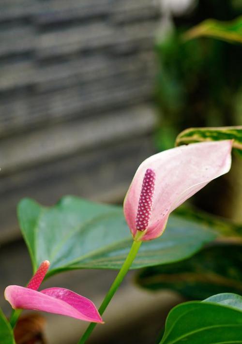 红掌花的象征意义及花语（探秘红掌花的寓意，了解其象征意义和花语）