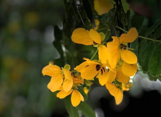 槐花的多彩色彩与花语（探秘槐花的五种颜色与其独特花语）