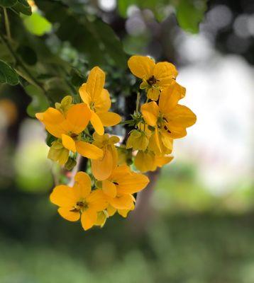 槐花的多彩色彩与花语（探秘槐花的五种颜色与其独特花语）