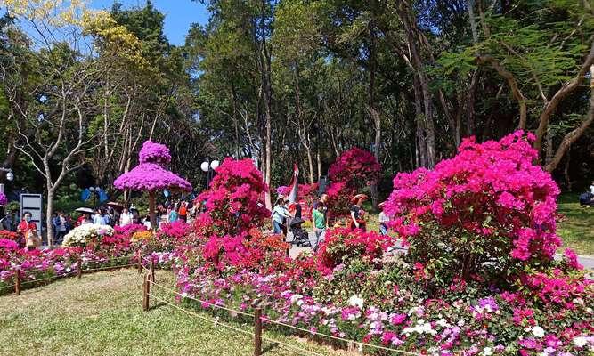 杜鹃花的象征与意义（黄山的市花为杜鹃花，具有丰富的象征意义）