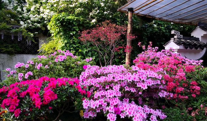 杜鹃花的象征与意义（黄山的市花为杜鹃花，具有丰富的象征意义）