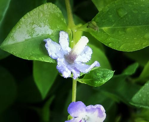 以假连翘的花语和寓意（连翘开出的假花也能传递真心的祝愿）