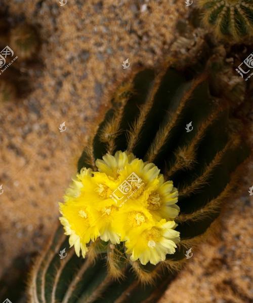 金虎花风水的寓意与作用（发挥金虎花的特殊作用，为家居增添积极能量）