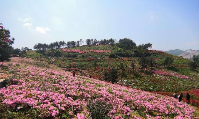 金华市花——丁香花的优美意义（传承与繁荣——金华市花丁香花的文化价值）