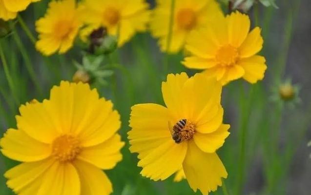 金鸡菊花语与寓意——传递美好与坚毅（金鸡菊花语揭示的五个真谛）