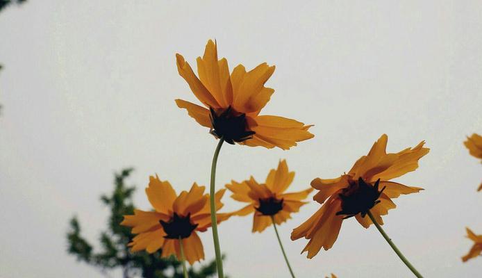 金鸡菊花语与寓意——传递美好与坚毅（金鸡菊花语揭示的五个真谛）