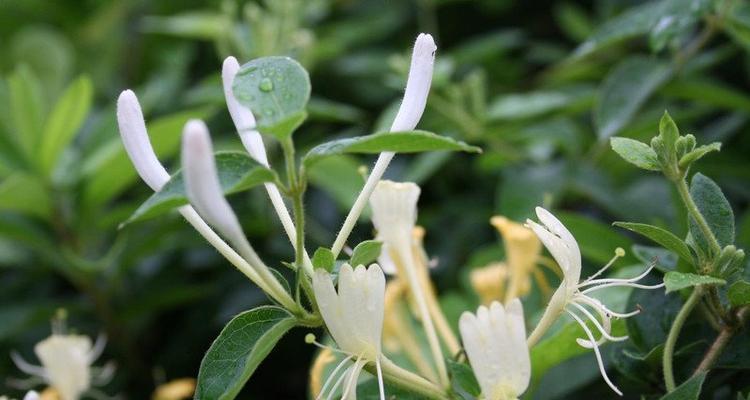 金银花花语与寓意解析（揭秘金银花的意义与象征）