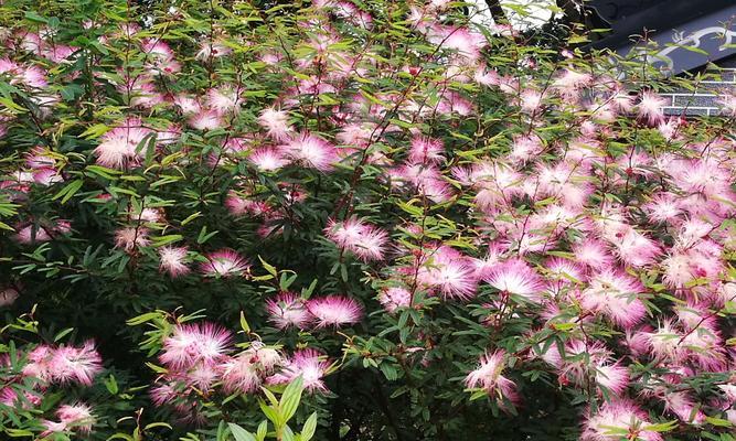 晋江市花白兰花的象征意义（白兰花的美丽与毅力）