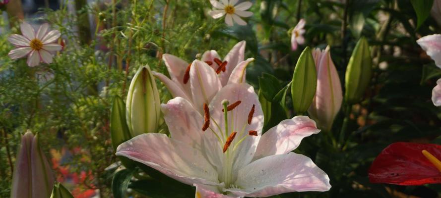 香水百合花期何时最美（春日里的芬芳盛宴）