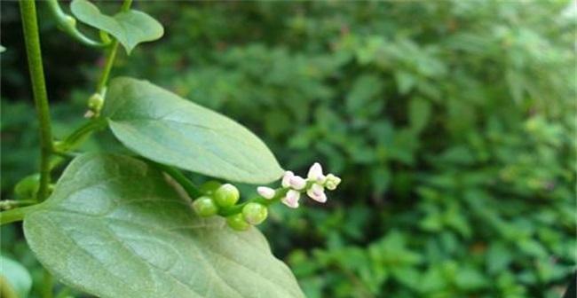 马落葵种植指南（让你轻松掌握马落葵的种植方法）