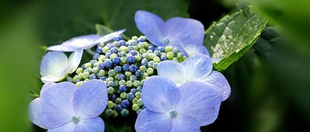 夏日花海——缤纷多彩的夏季花卉盛宴（独具特色的十种夏季花卉、精彩纷呈的夏日花卉观赏）