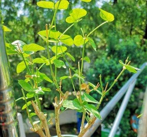 如何修剪茉莉花（让茉莉花更美丽的技巧）