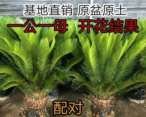 铁树怎样浇水？掌握这些方法，让你的铁树更健康！（铁树浇水方法与注意事项）