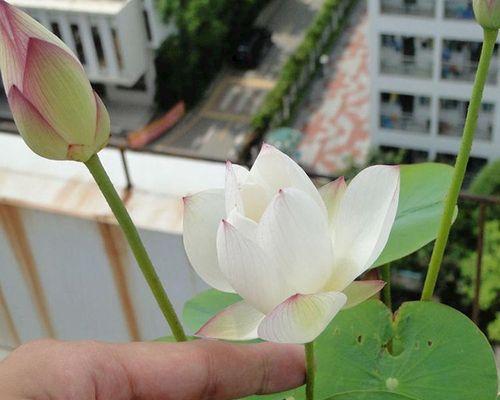 如何种植碗莲种子？（从选种到成长全过程，轻松掌握种植技巧）