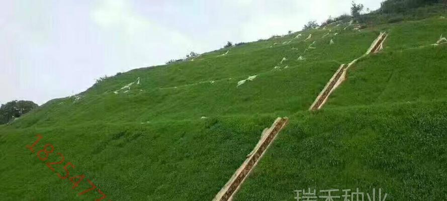 草坪种植的技巧（打造一片绿色天堂，从草坪开始）