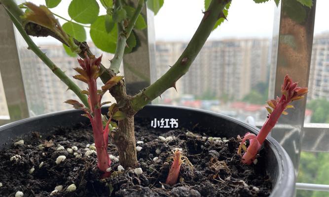 月季只长笋芽不长花苞的原因（探究月季长笋芽的生理机制及其影响）