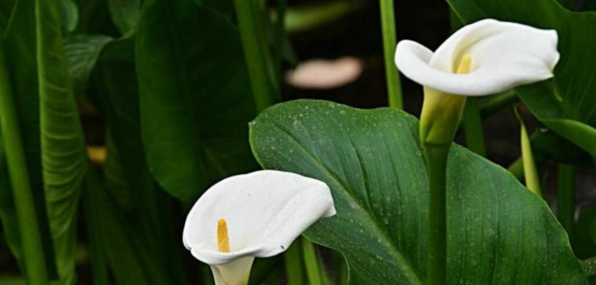 马蹄莲种植的时间（掌握关键期，让马蹄莲生长更健康）