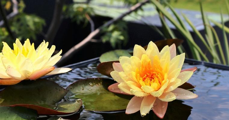 探秘睡莲——一种神奇的水生植物（以睡莲为代表的水生植物的生态特点和应用价值）