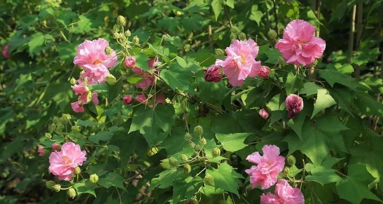 木芙蓉和木槿的区别（从外形、生长环境、花期、花色和用途等方面对比）