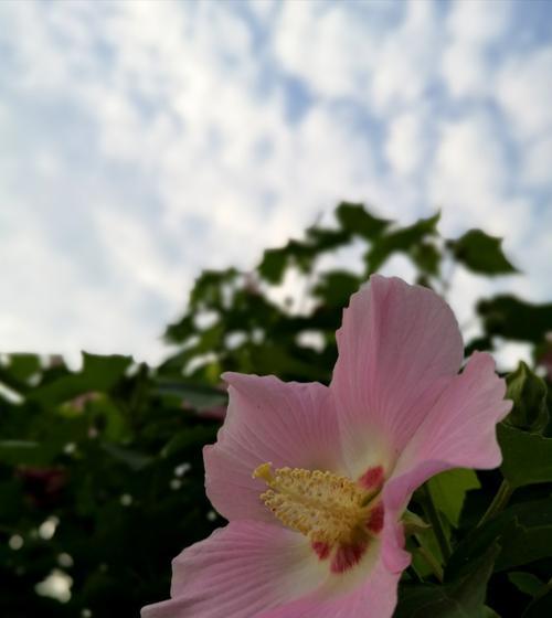 木芙蓉和木槿的区别（从外形、生长环境、花期、花色和用途等方面对比）