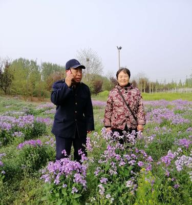 如何在适当的时间种植二月兰（指导你种植美丽的二月兰，掌握关键时间点）