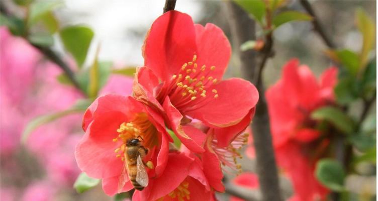 贴梗海棠的养殖方法（轻松掌握贴梗海棠的种植技巧）