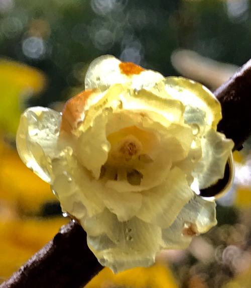 腊梅花开花的时间和条件（探究腊梅花的开花规律与养护技巧）