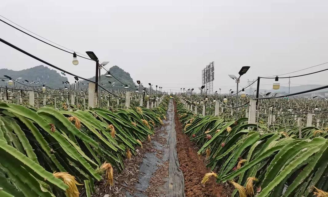 火龙果种植技术与管理（提高种植效益的技巧与方法）