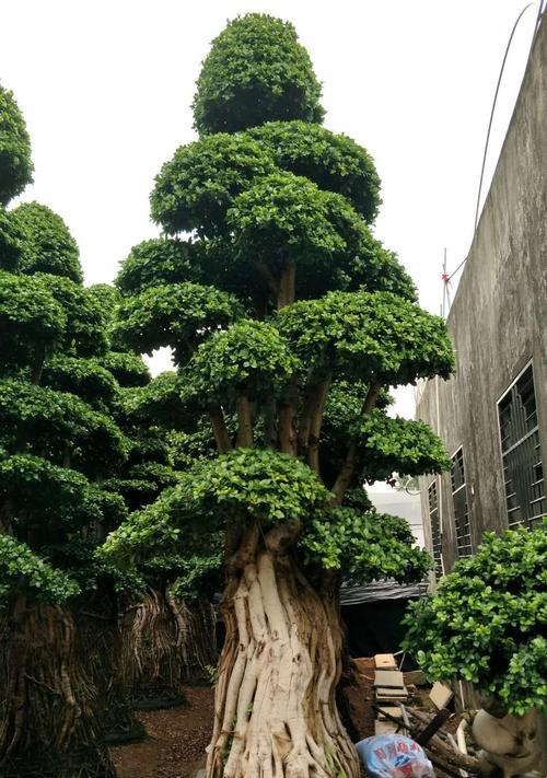 小叶榕盆景养护指南（打造绿意盎然的家居风景）