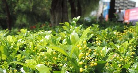 米兰花的扦插繁殖方法（掌握米兰花的繁殖技巧，轻松培育美丽花朵）