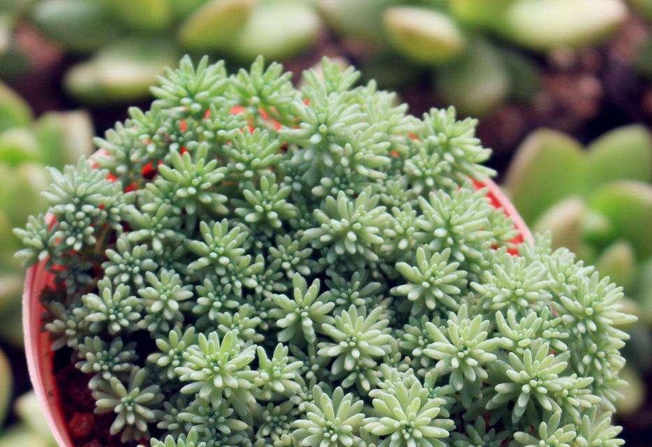 多肉植物爆盆指南（如何让你的多肉植物成为盆栽中的佼佼者）