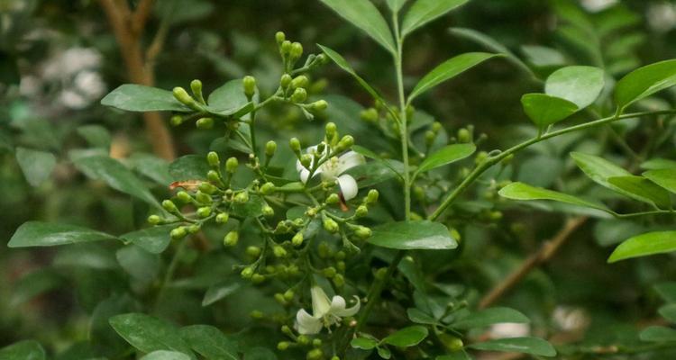 九里香春天会发芽吗？——对于九里香植物开花的探究（春天来临，九里香是否会顺应季节开花？一起来探寻答案！）