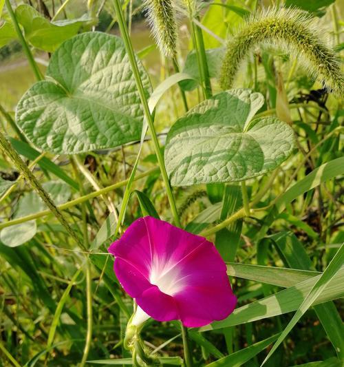 牵牛花究竟是不是喇叭花？（探究牵牛花的真实身份，一窥花卉的奥妙。）