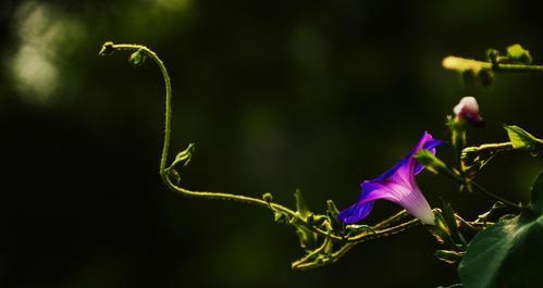 牵牛花究竟是不是喇叭花？（探究牵牛花的真实身份，一窥花卉的奥妙。）