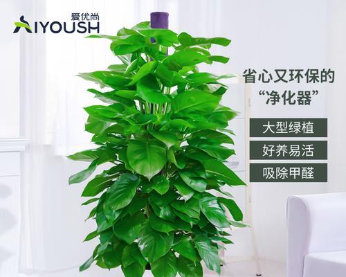 室内绿植的种类与养护技巧（打造舒适健康的室内环境，从选植到养护全攻略）