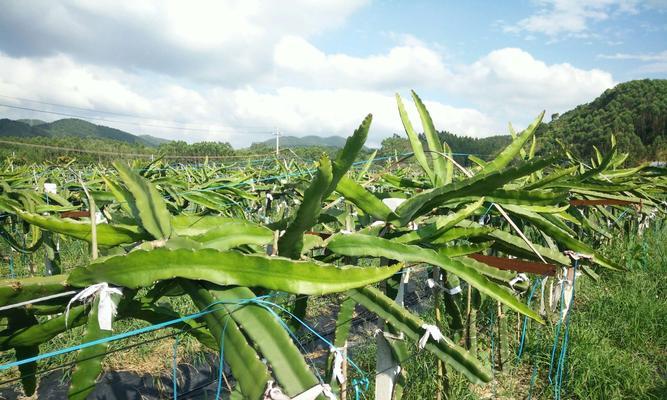 火龙果种植技术要点（从选种到收获，学会这些关键技术才能种出美味多汁的火龙果）