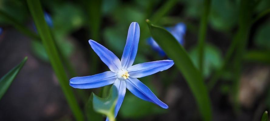 蓝星花的花语与寓意——探索自由与希望的奇迹（解读蓝星花的花语与寓意，揭示生命的美好与意义）