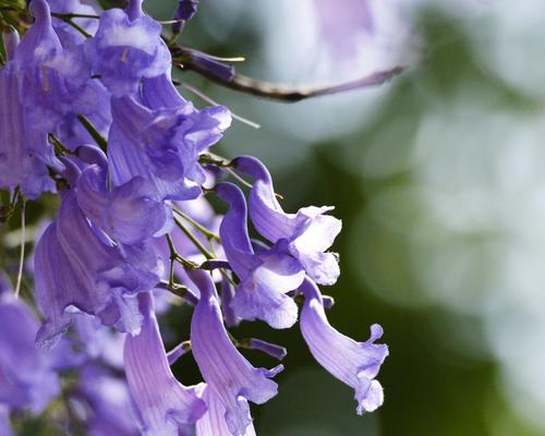 以蓝楹花花语探讨美丽与希望（蓝楹花的花语及其象征意义）