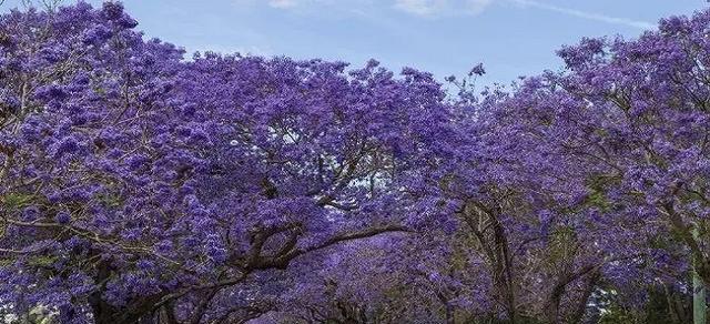 蓝楹花的花语及其象征意义（探索蓝楹花的美丽与寓意）