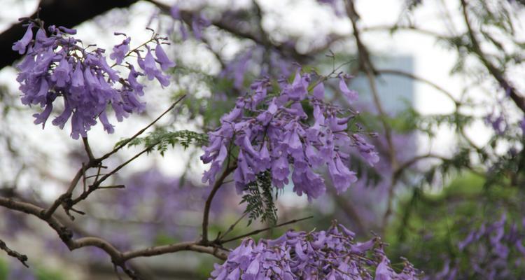 蓝楹花的花语及其象征意义（探索蓝楹花的美丽与寓意）