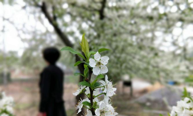 梨花的花语与象征意义（悠远清雅，梨花盛开的诗意）