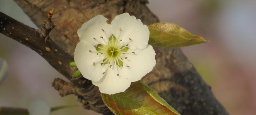 梨花的花语与象征意义（悠远清雅，梨花盛开的诗意）