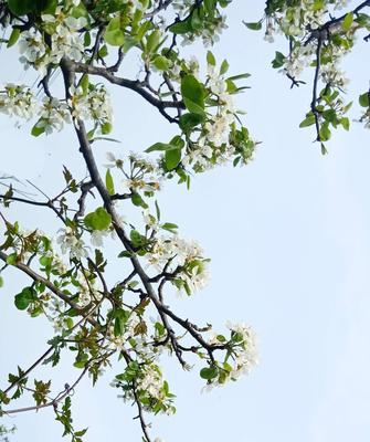 梨花的花语与象征意义（悠远清雅，梨花盛开的诗意）