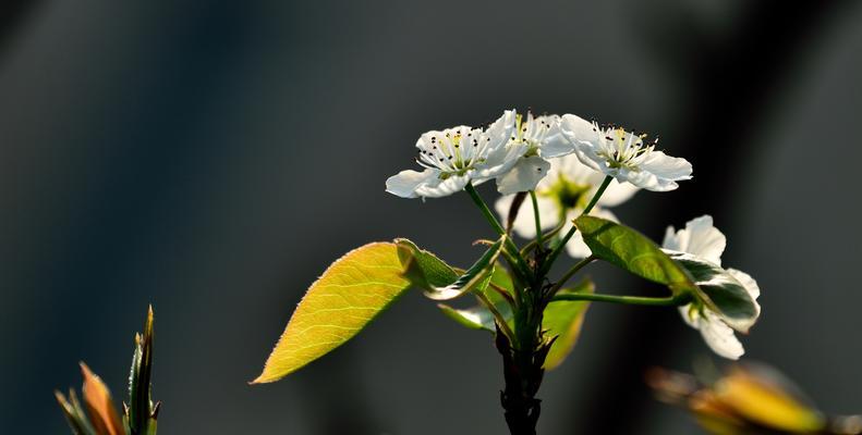 梨花花语与寓意（探秘梨花的花语，了解它的含义和象征意义）