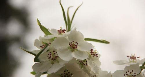 梨花花语的意义与传承（探寻梨花花语的起源和表达方式）